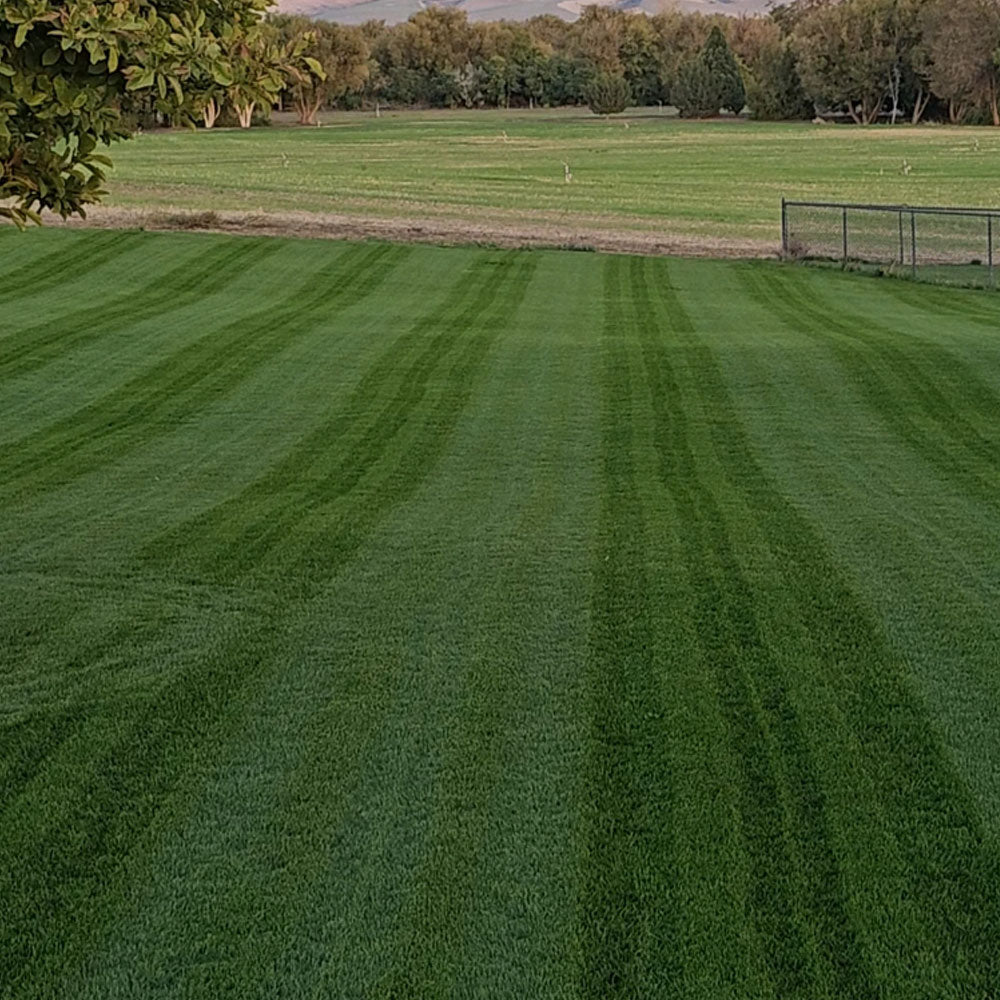 22-0-2 Whiplash w/ Micronutrients, Biochar & Compost | Mini Prills