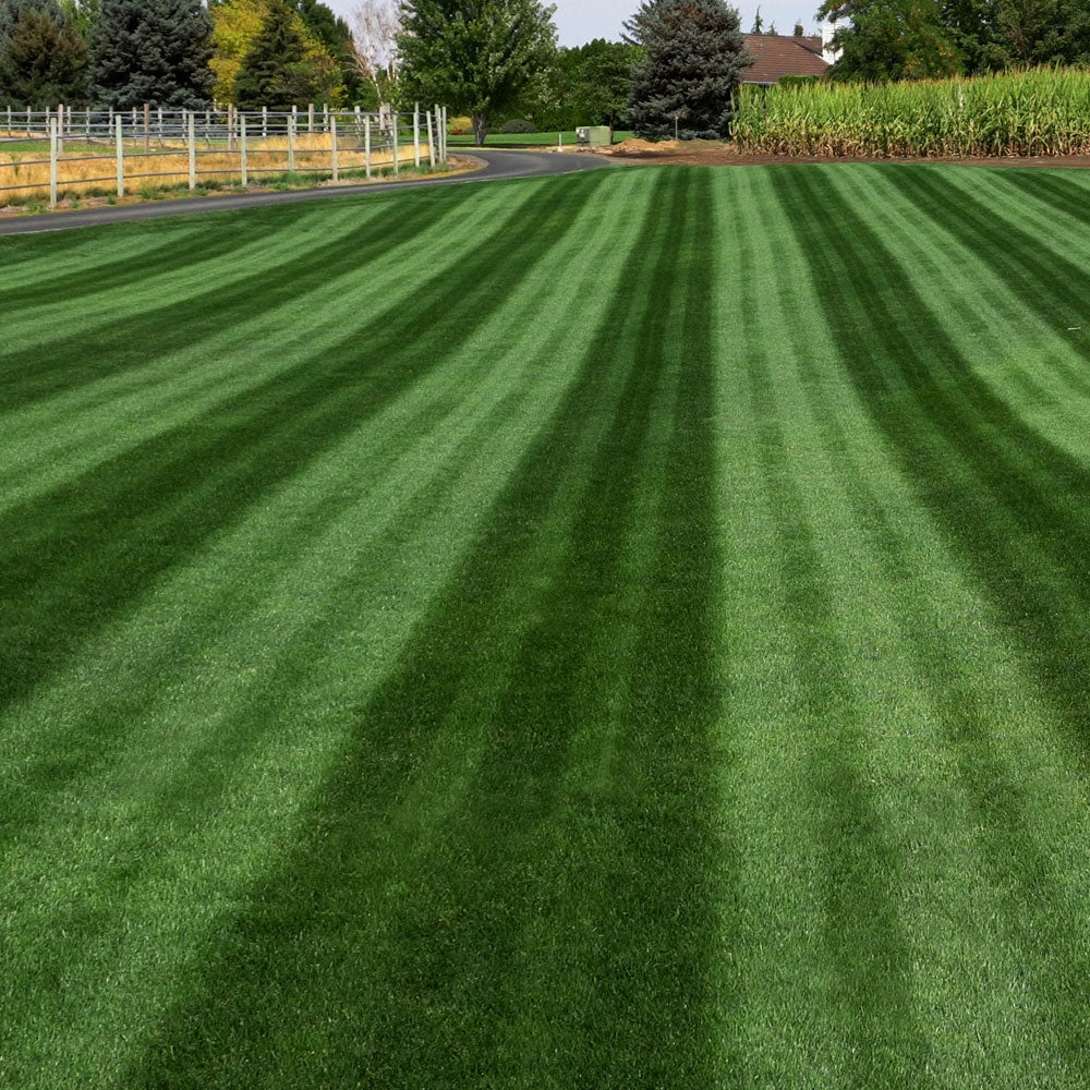 22-0-2 Whiplash w/ Micronutrients, Biochar & Compost | Mini Prills